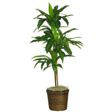 48" Artificial Dracaena w/Basket Silk Plant (Real Touch) - Low Maintenance, Life-Like & Vibrant Silk Plants For Busy People.