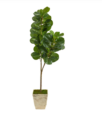 5.5' Artificial Fiddle leaf Fig Tree in Country White Planter - Low Maintenance, Life-Like & Vibrant Silk Trees For Busy People.