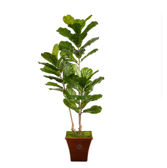 5.5' Artificial Fiddle Leaf Tree in Brown Planter UV Resistant (Indoor/Outdoor) - Low Maintenance, Life-Like & Vibrant Silk Trees For Busy People.