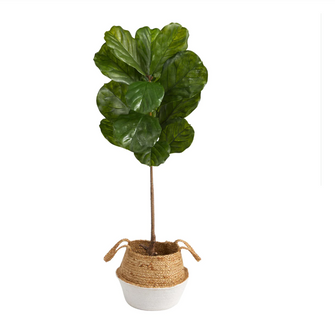 4' Artificial Fiddle Leaf Tree in Boho Chic Handmade Cotton & Jute White Woven Planter UV Resistant (Indoor/Outdoor) - Low Maintenance, Life-Like & Vibrant Silk Trees For Busy People.